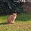 猫猫教小教徒